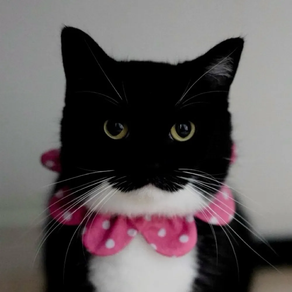 unicouniuni3.bsky.social's profile picture