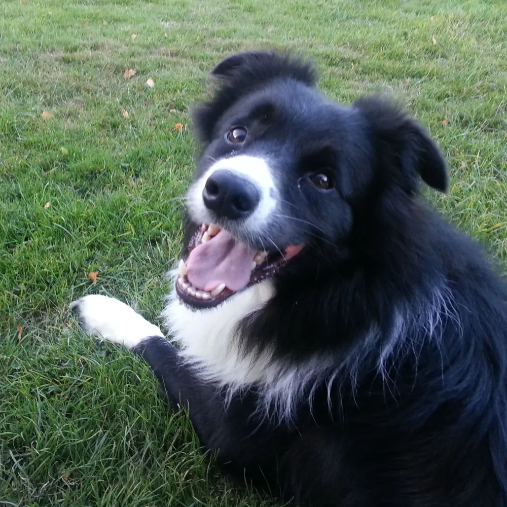 aaronsingline.bsky.social's profile picture