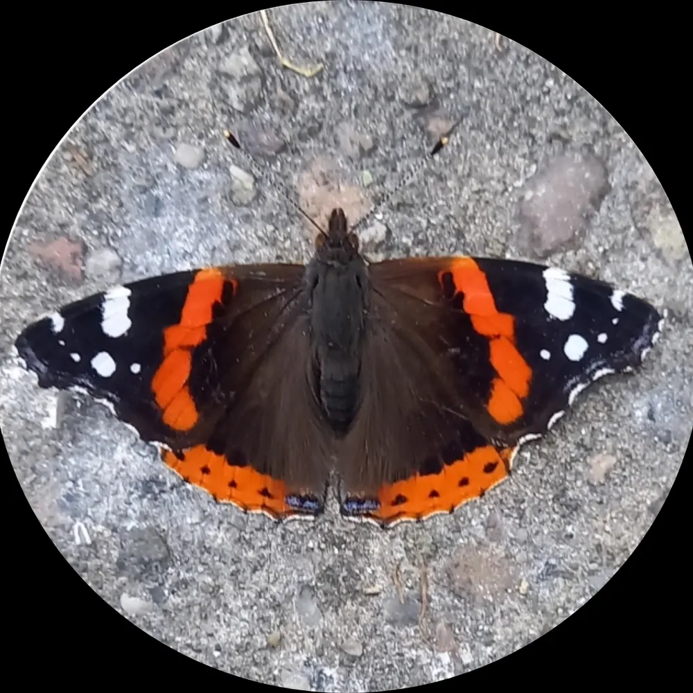 ianstuwin.bsky.social's profile picture