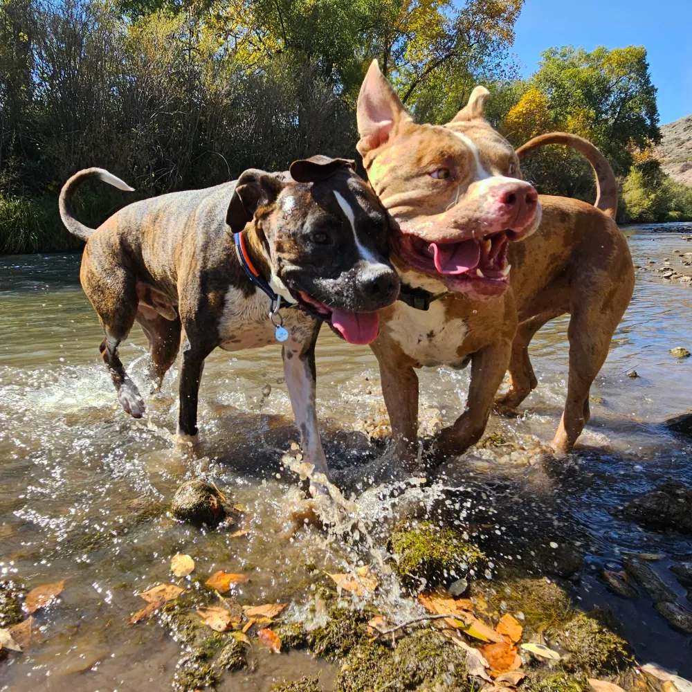 thebuzzedyeti.bsky.social's profile picture