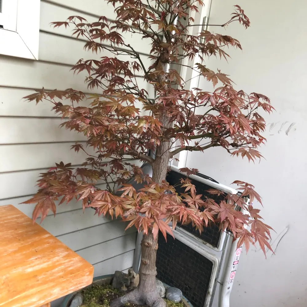 brucewlinton.bsky.social's profile picture