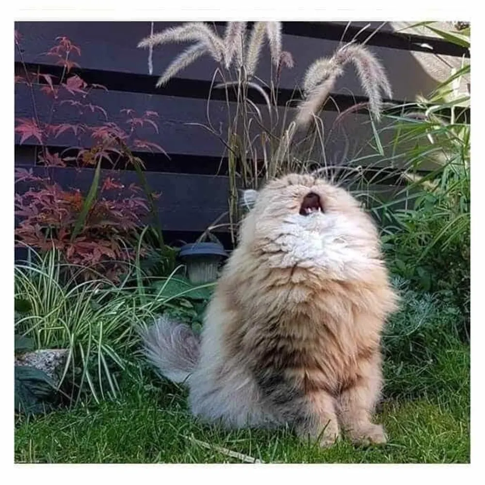 salcat.bsky.social's profile picture