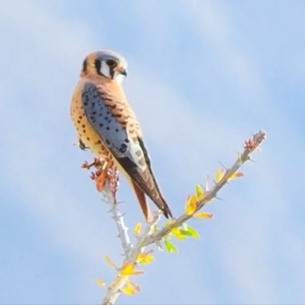 westernbirding.com's profile picture