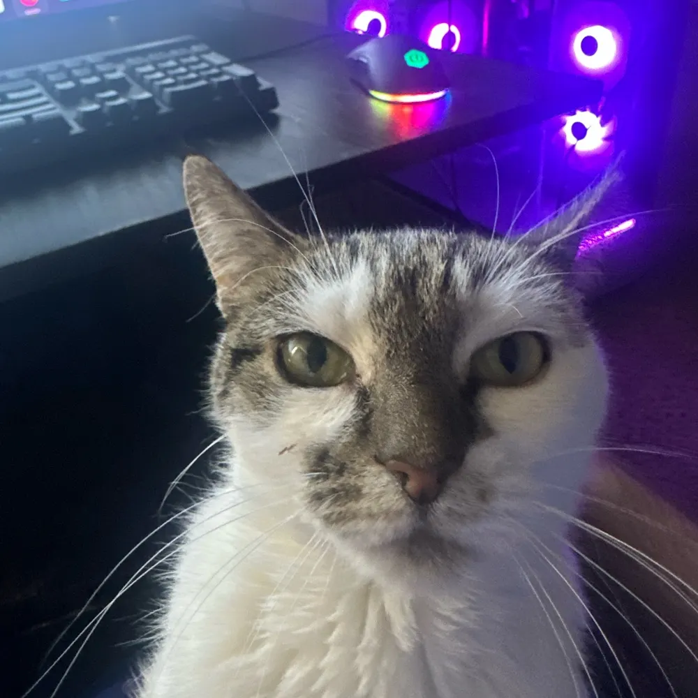 maybeland.bsky.social's profile picture