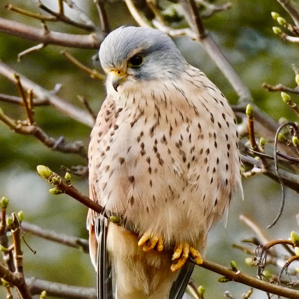 strangebeacon.bsky.social's profile picture