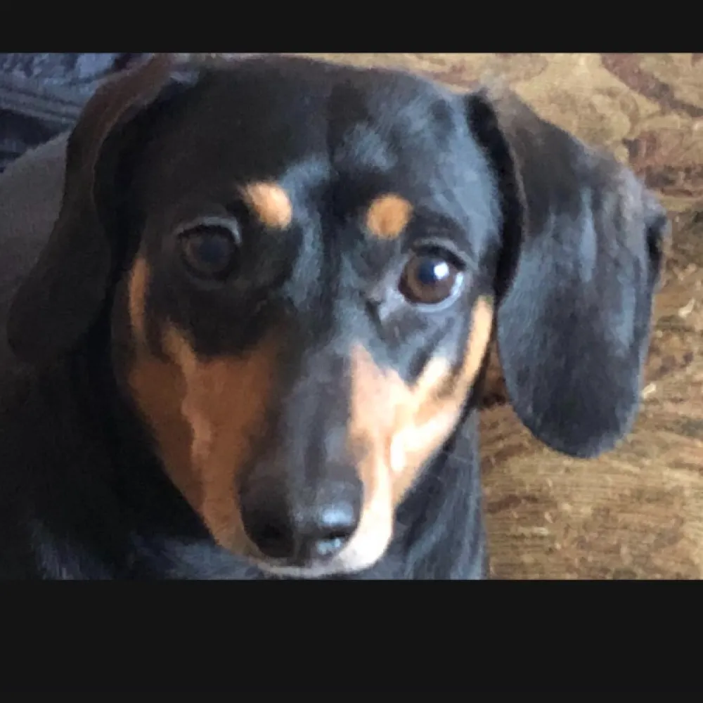 dragonflybitch.bsky.social's profile picture