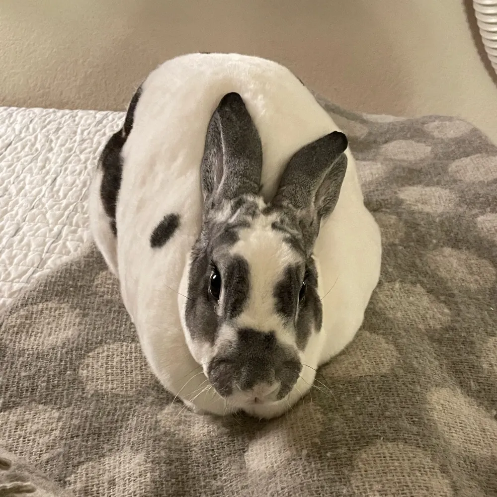 jathaj.bsky.social's profile picture