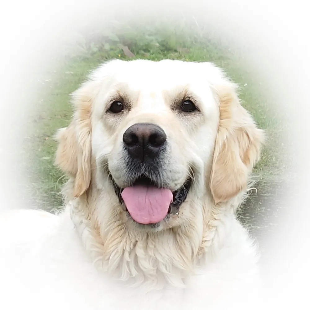 bravehoundgabby.bsky.social's profile picture