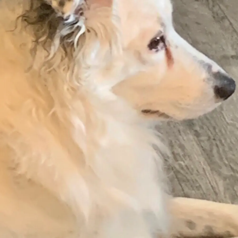 wolfie1414.bsky.social's profile picture