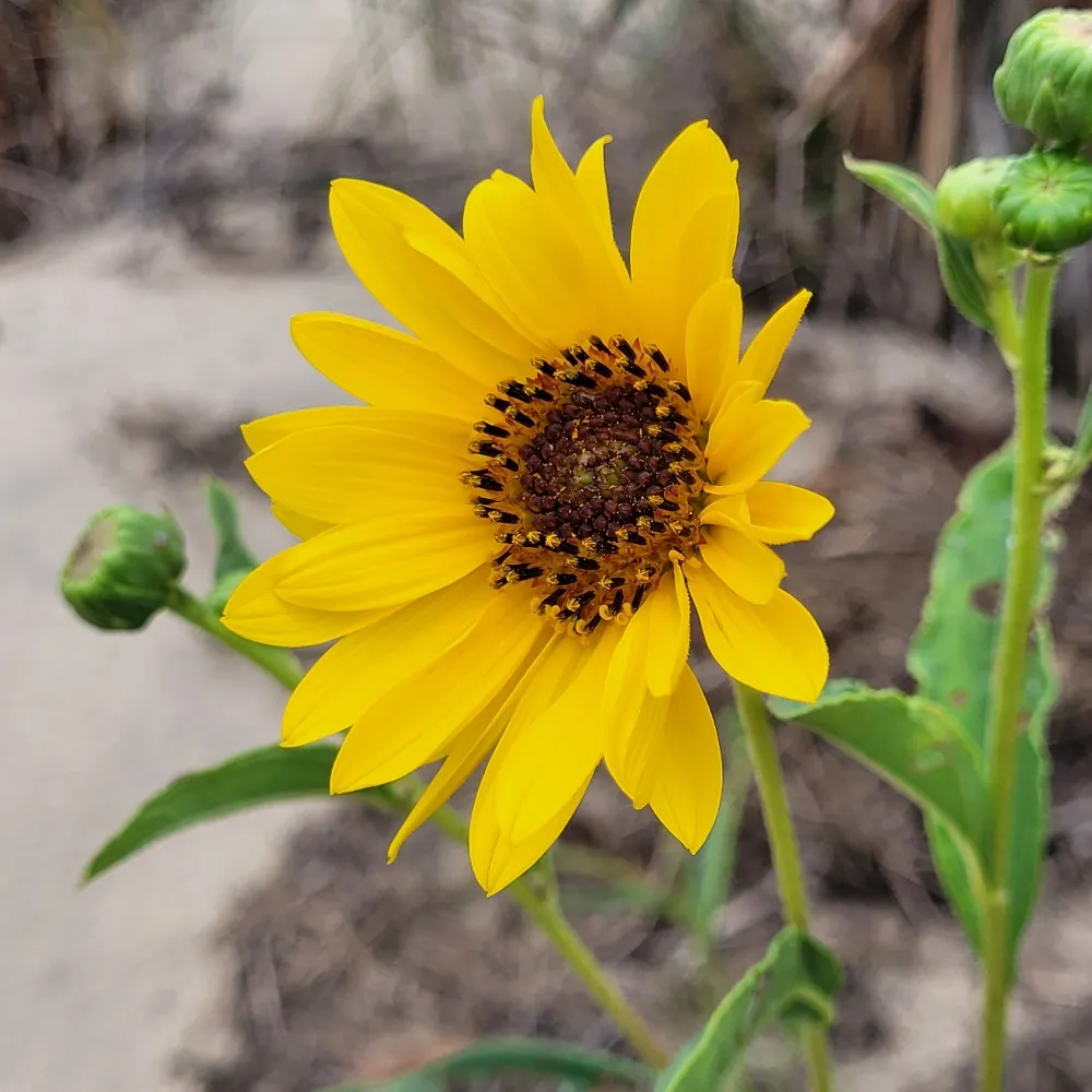 flyingflower.bsky.social's profile picture