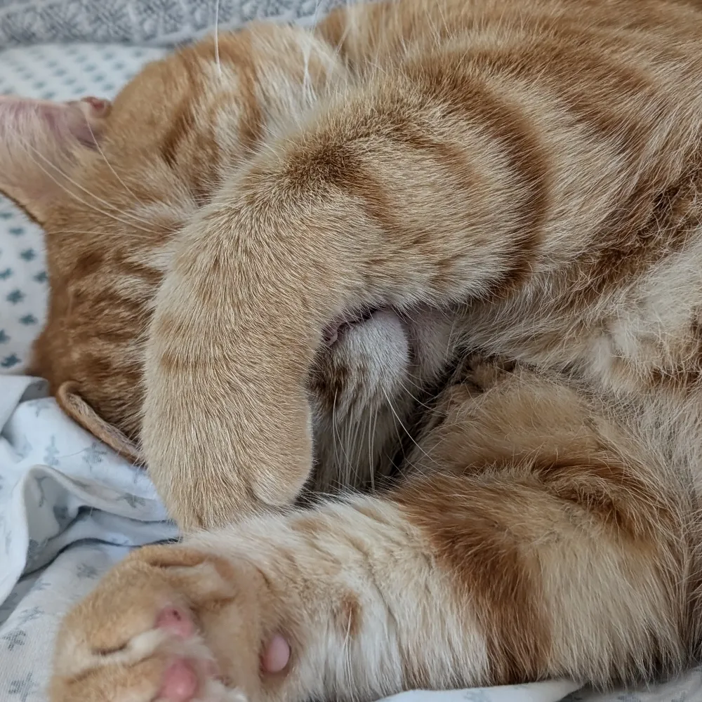 yepmeamalie.bsky.social's profile picture