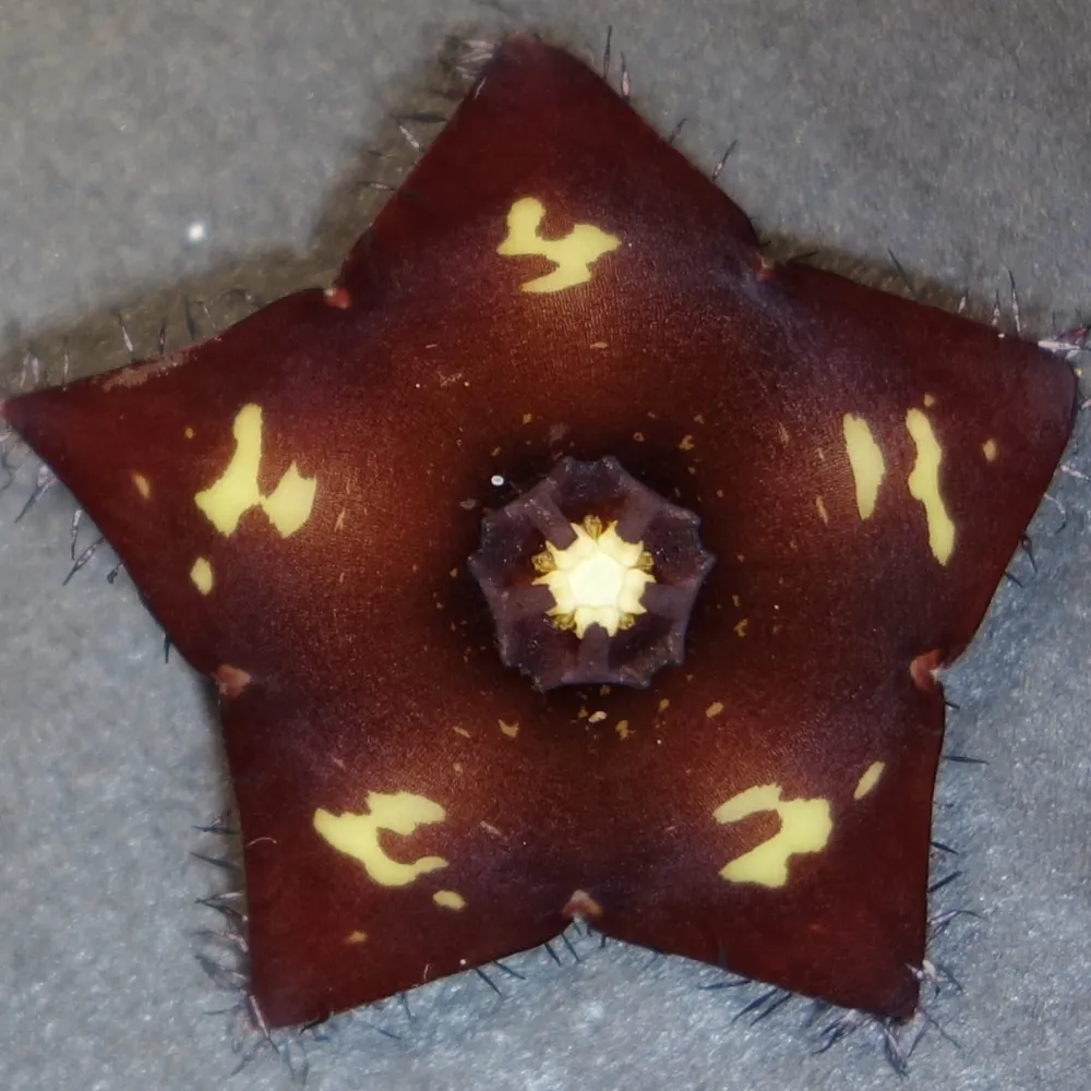 paton.bsky.social's profile picture