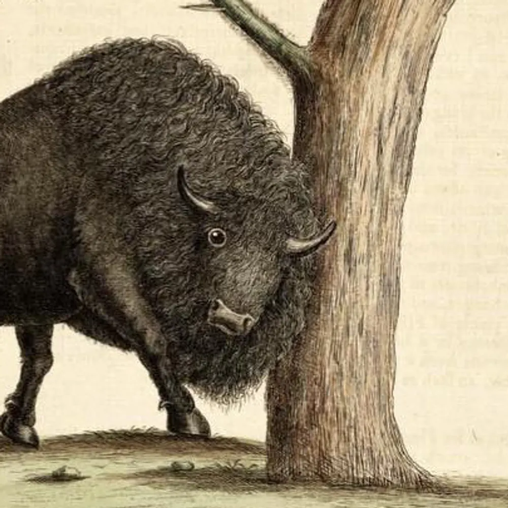 brothercadfile.bsky.social's profile picture