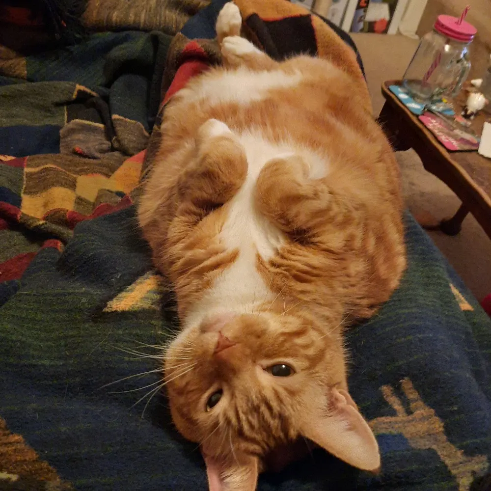 clairecopperman.bsky.social's profile picture