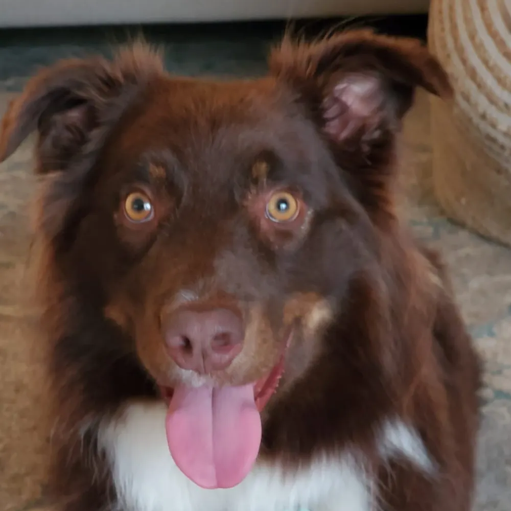 rampantcollide.bsky.social's profile picture