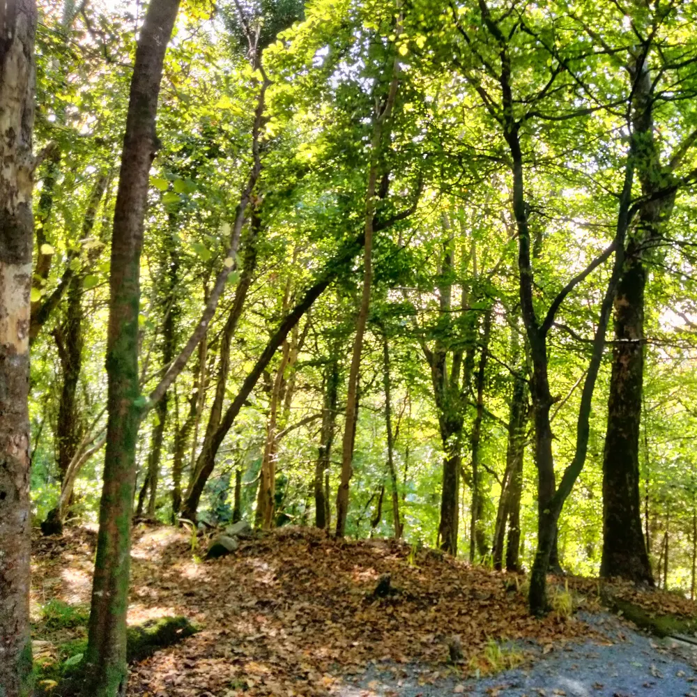 lordsprout.bsky.social's profile picture