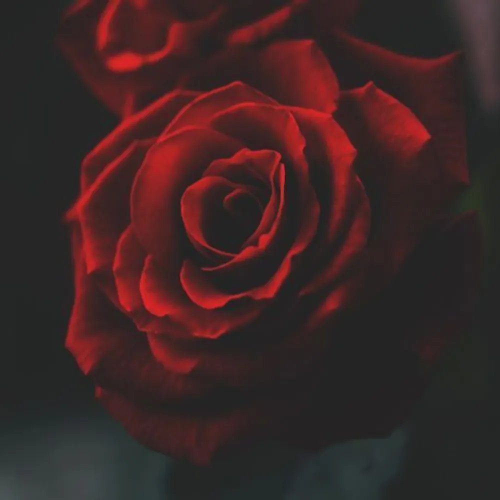 drownedrose.bsky.social's profile picture