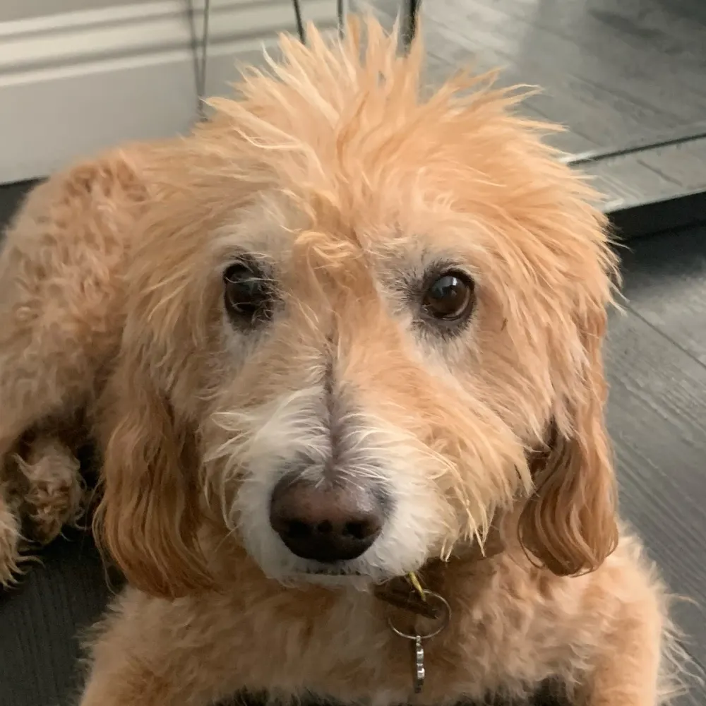 layladoodle.bsky.social's profile picture