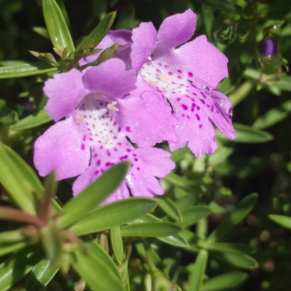 cecilesj.bsky.social's profile picture