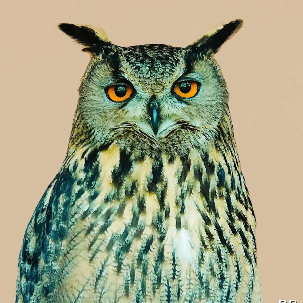 johnfields091.bsky.social's profile picture