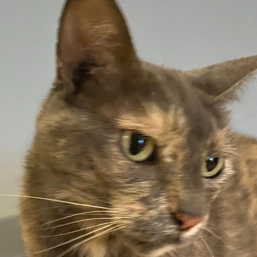 staceyd.bsky.social's profile picture