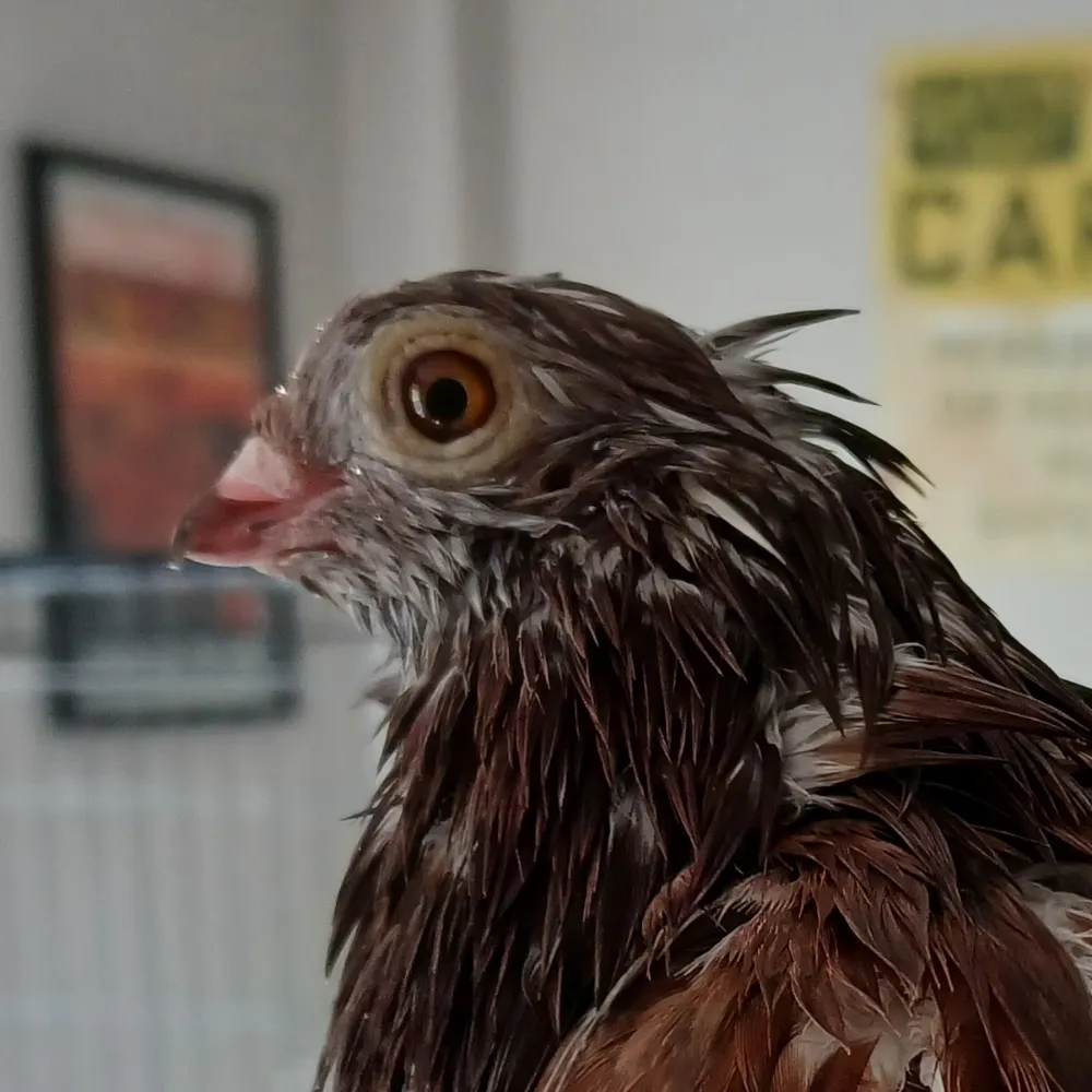 arbitrary-noodle.bsky.social's profile picture