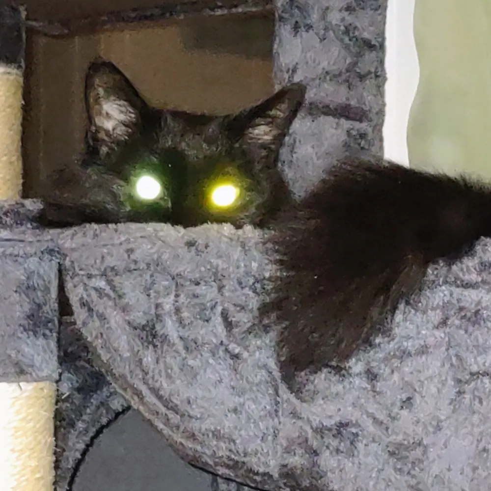 ncmelody.bsky.social's profile picture