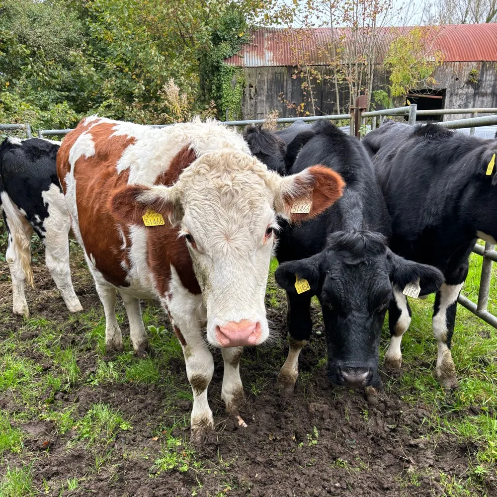 liamerick.bsky.social's profile picture