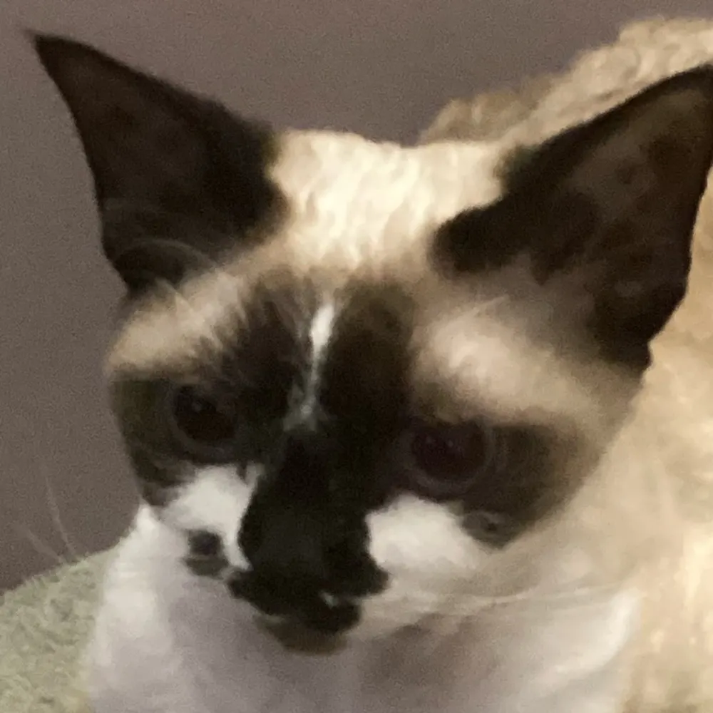 chapkachapka.bsky.social's profile picture