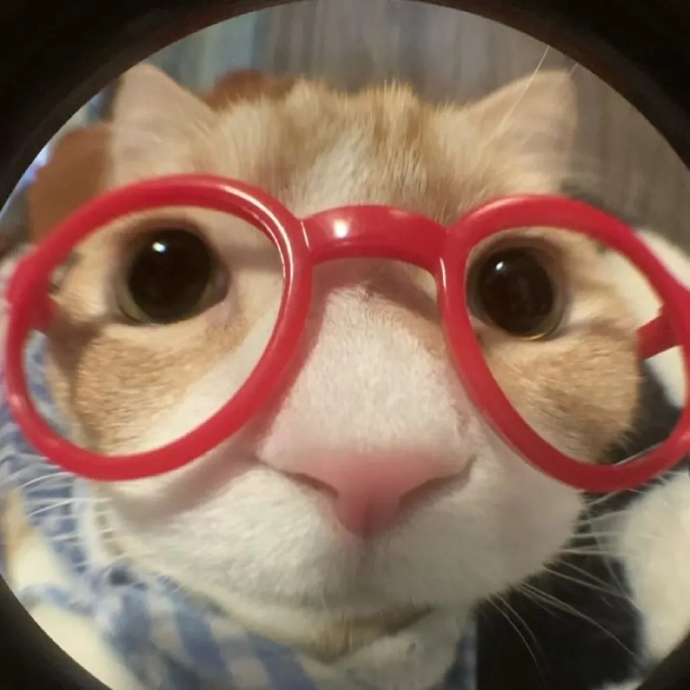 haihatu.bsky.social's profile picture