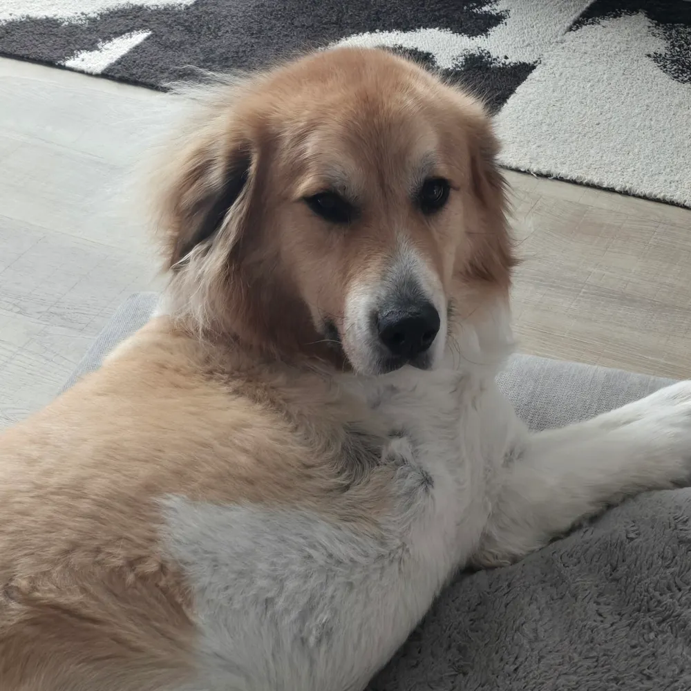 beybutton.bsky.social's profile picture