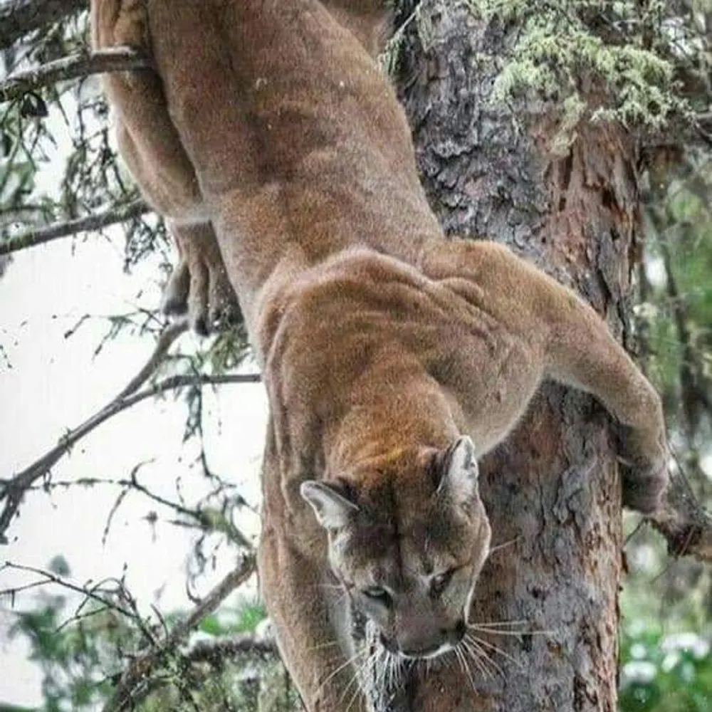 peakraider.bsky.social's profile picture