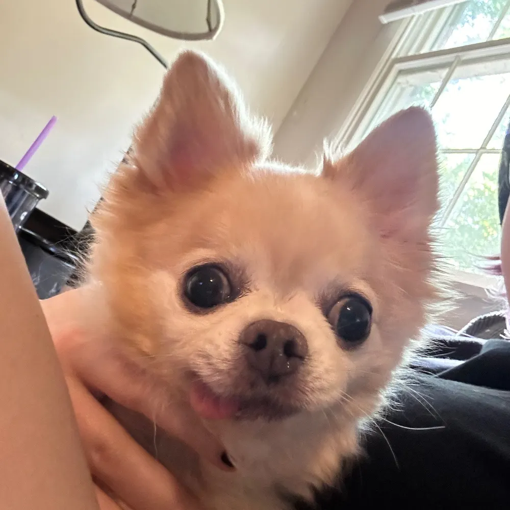 theonlychica1987.bsky.social's profile picture