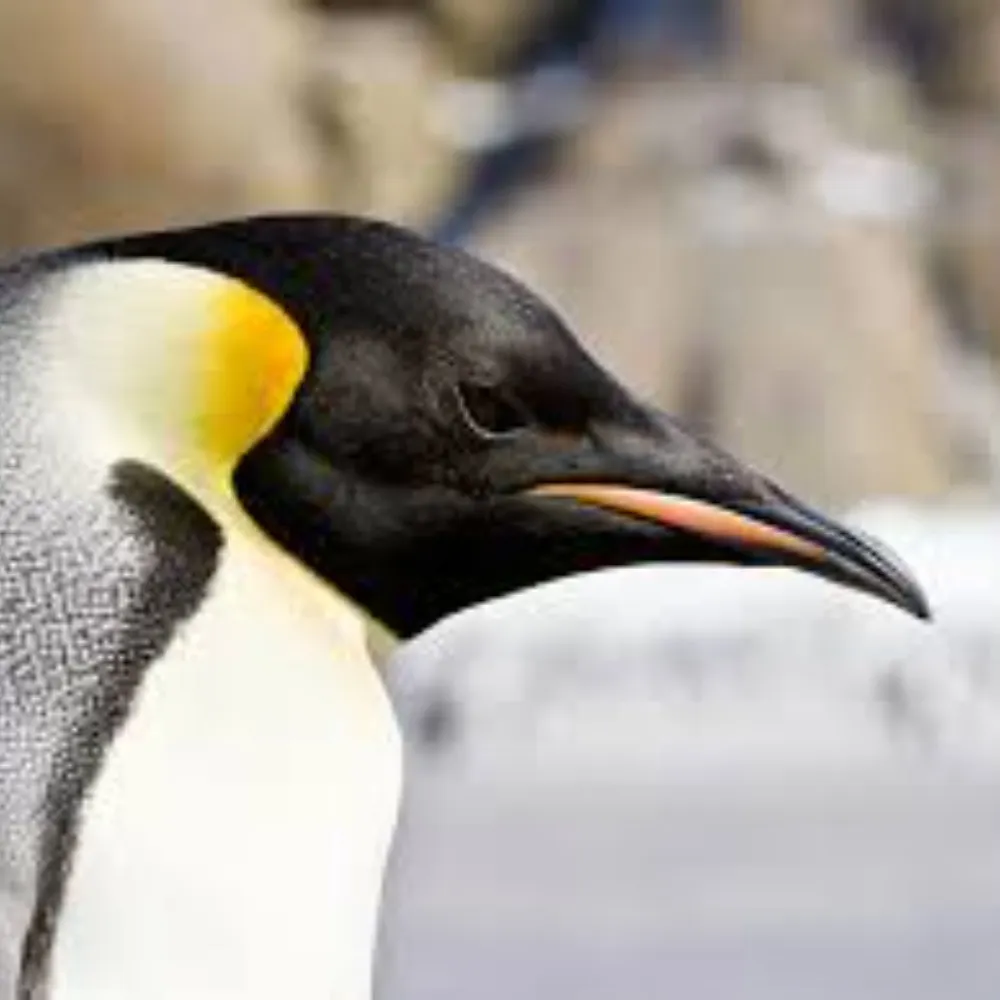 subtextexplainer.bsky.social's profile picture