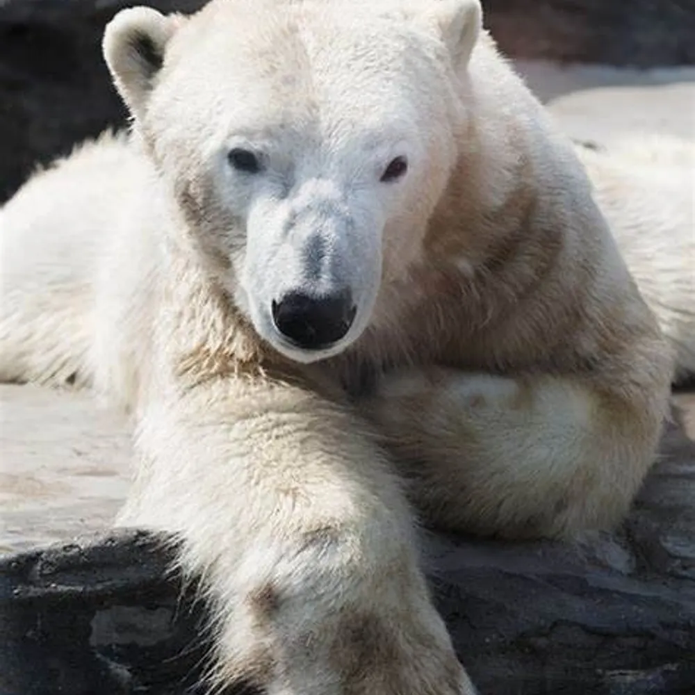 razoroccam.bsky.social's profile picture