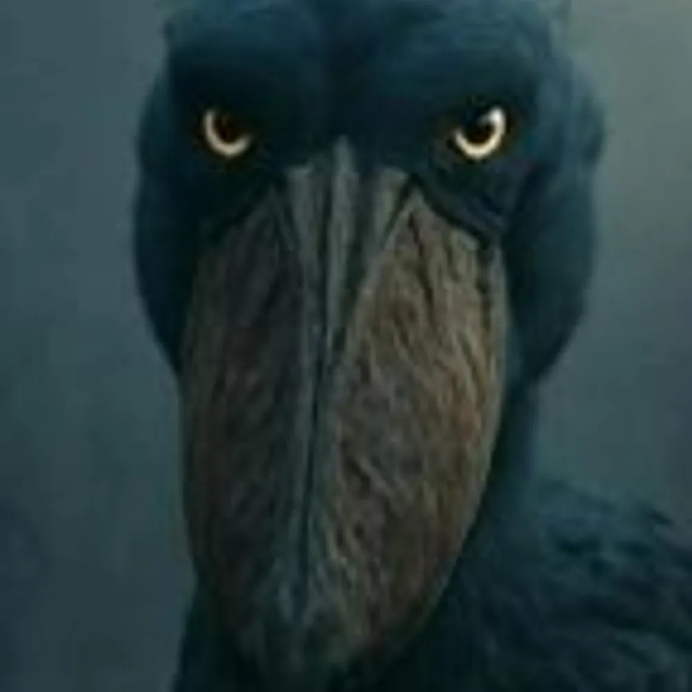 shoebillstork24.bsky.social's profile picture