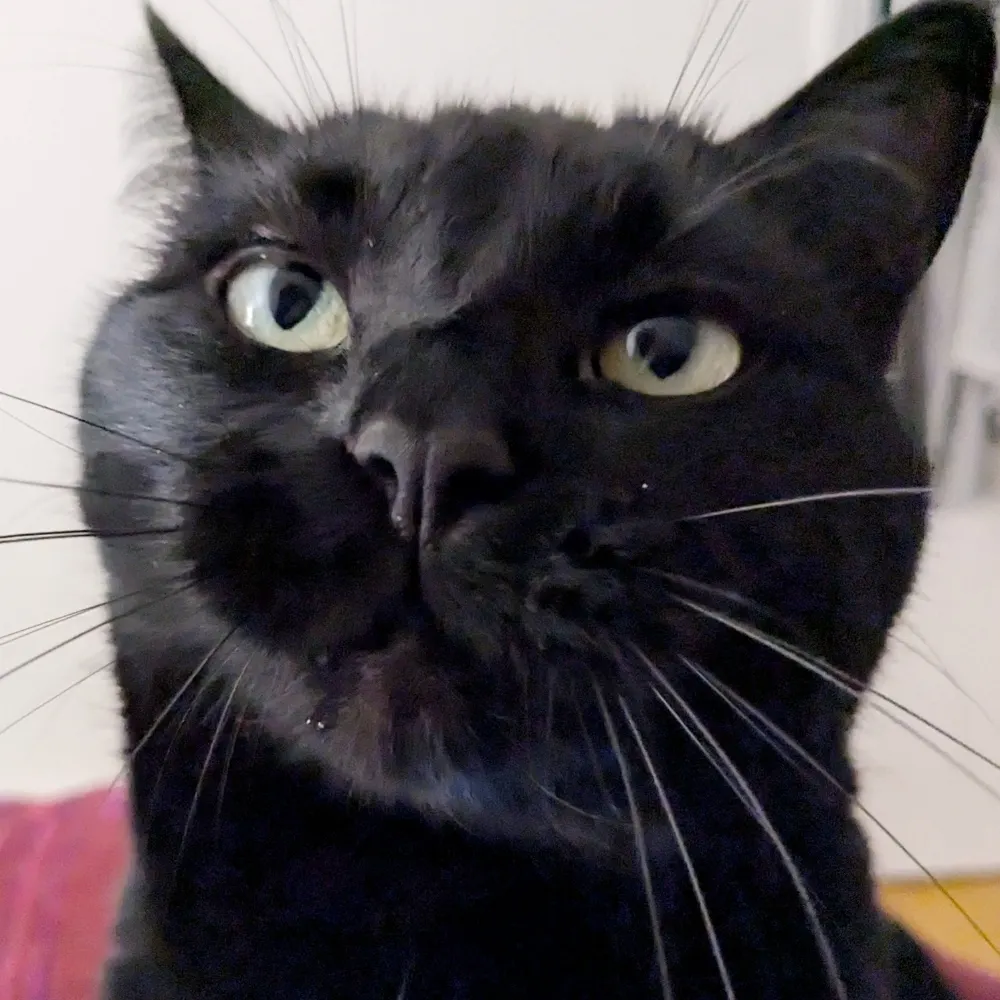 timothyhelmuth.com's profile picture