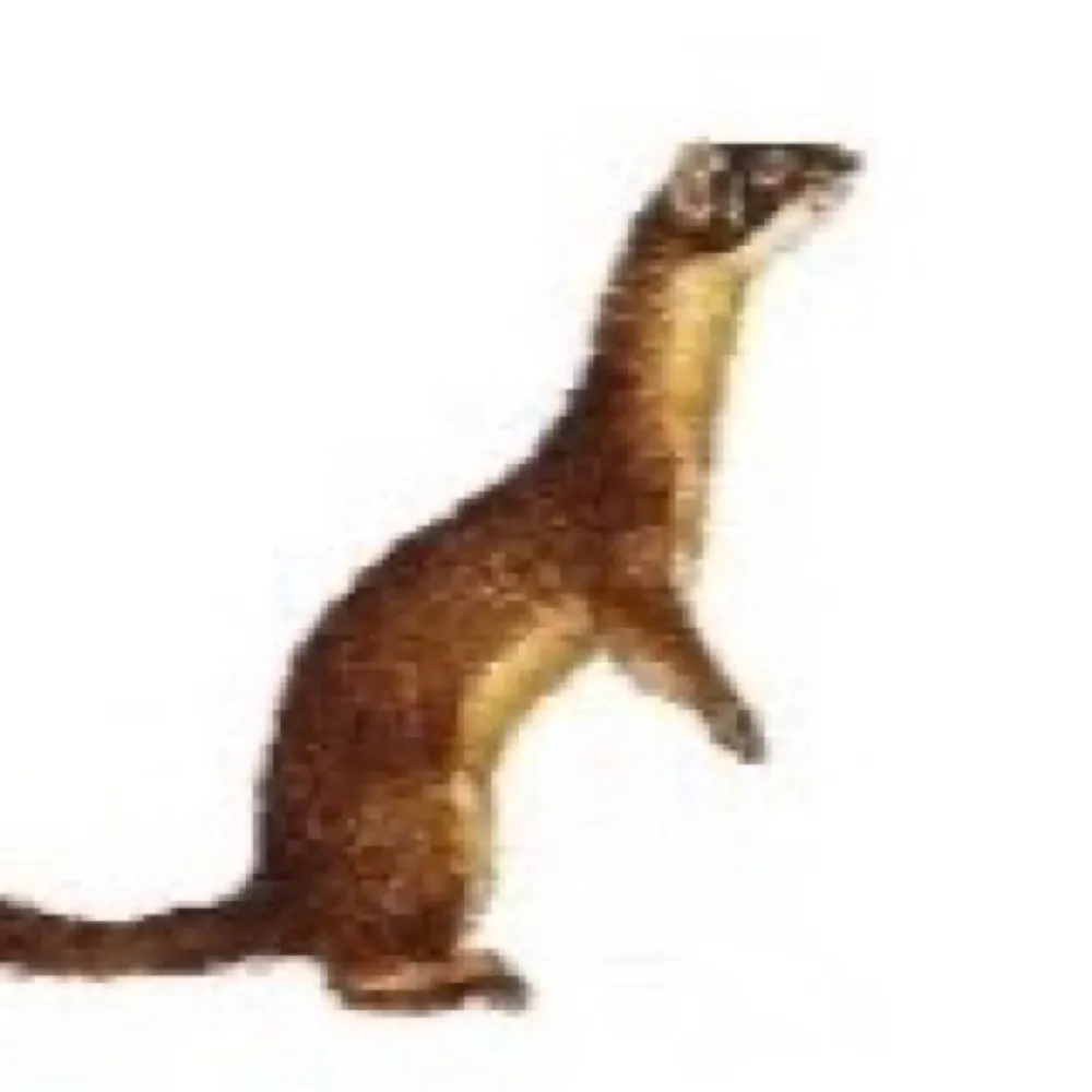 dreamweasel.bsky.social's profile picture