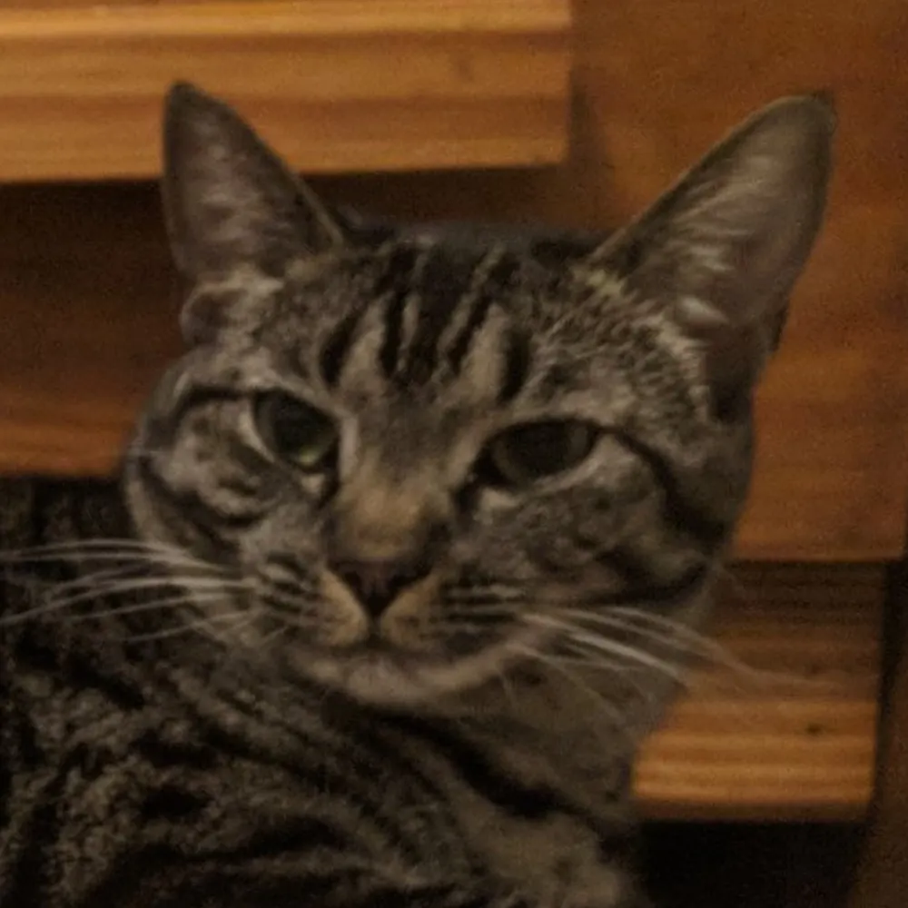 mmofallout.com's profile picture