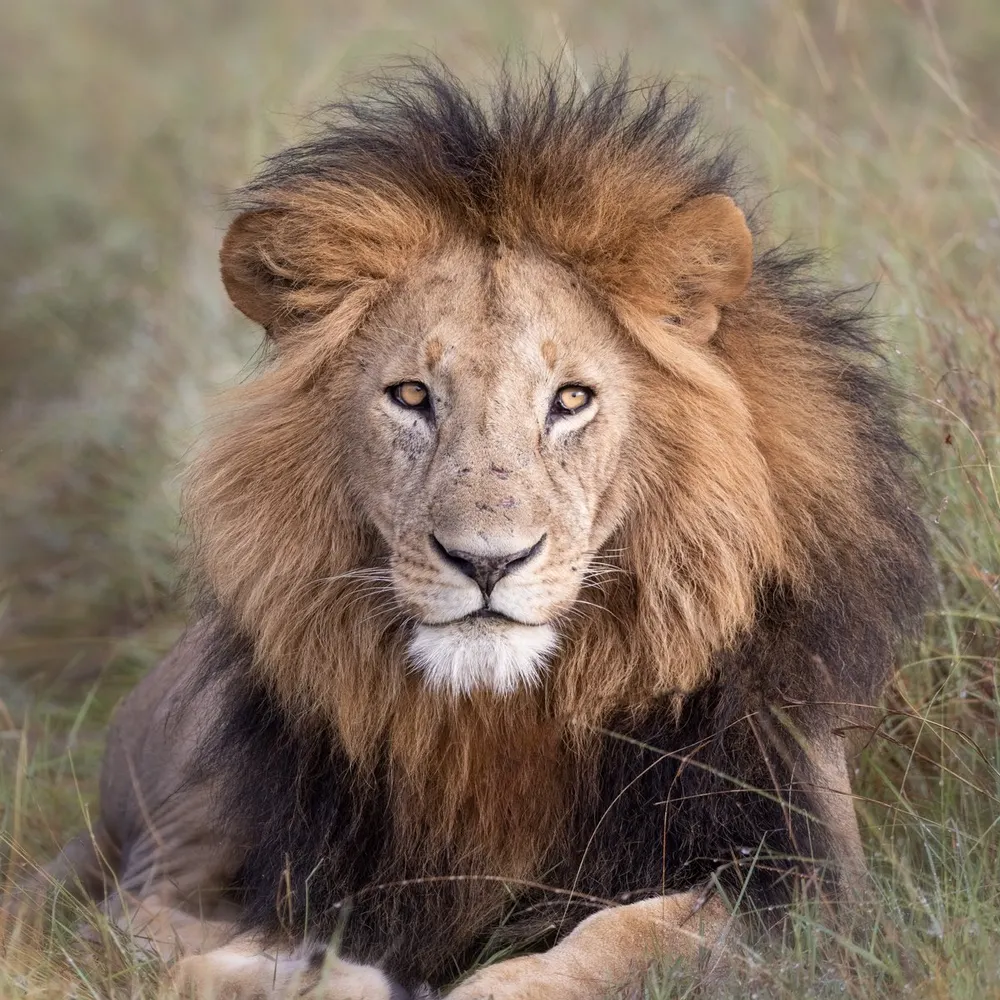 liberalwhiteguy.bsky.social's profile picture