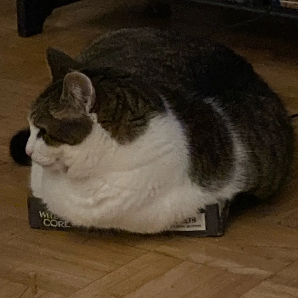 ficklepig.bsky.social's profile picture