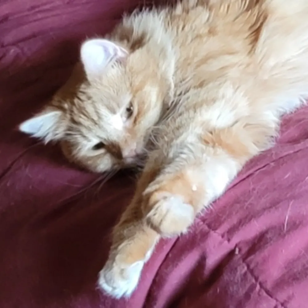 chickgonebad.bsky.social's profile picture