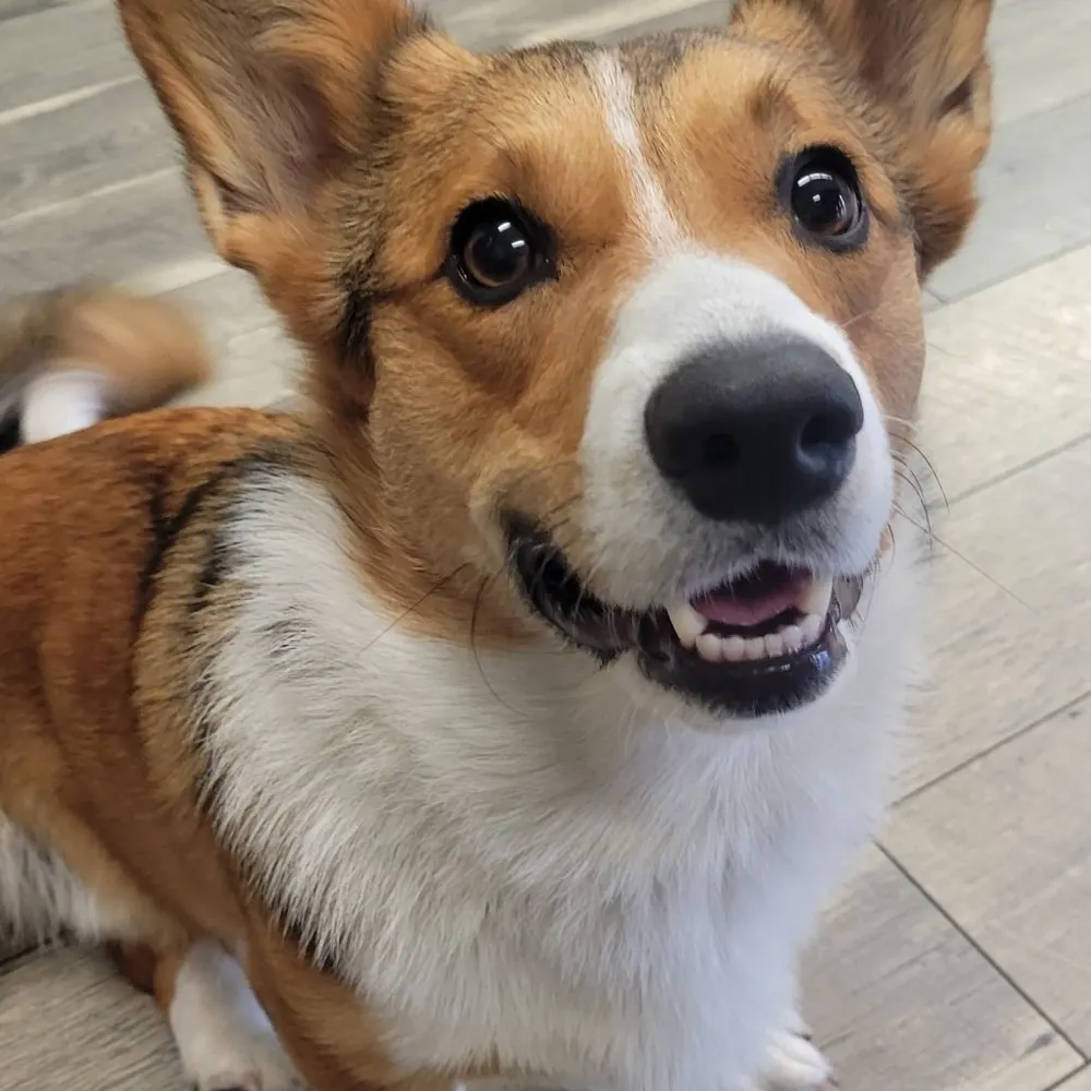 independentafvet.bsky.social's profile picture