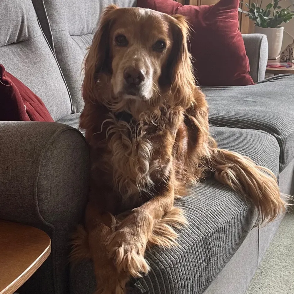 monkeybeaver.bsky.social's profile picture