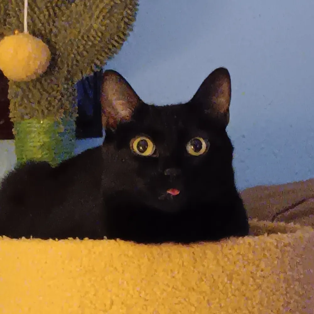 four-torpedoes.bsky.social's profile picture