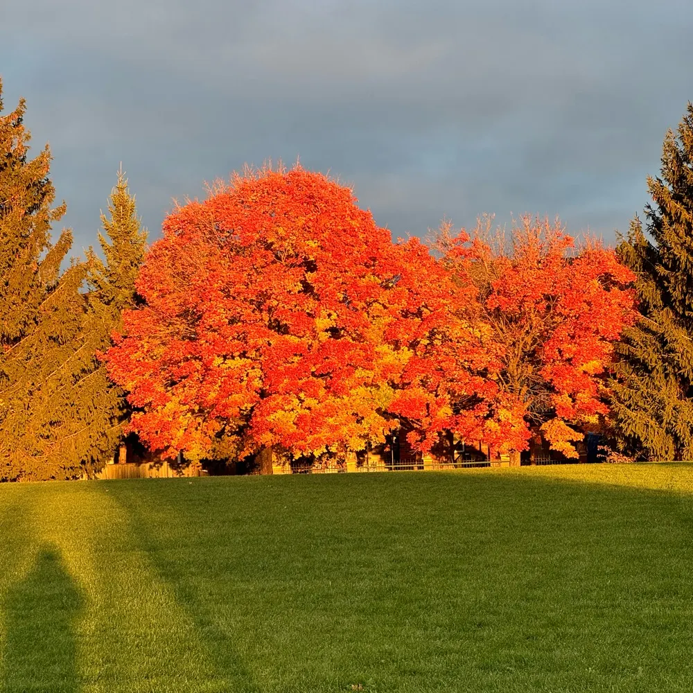 canadiensrock.bsky.social's profile picture