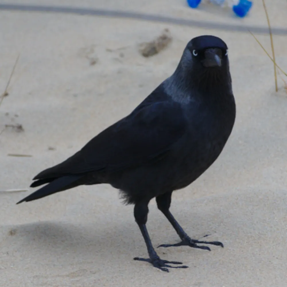 live.from.roys.house's profile picture