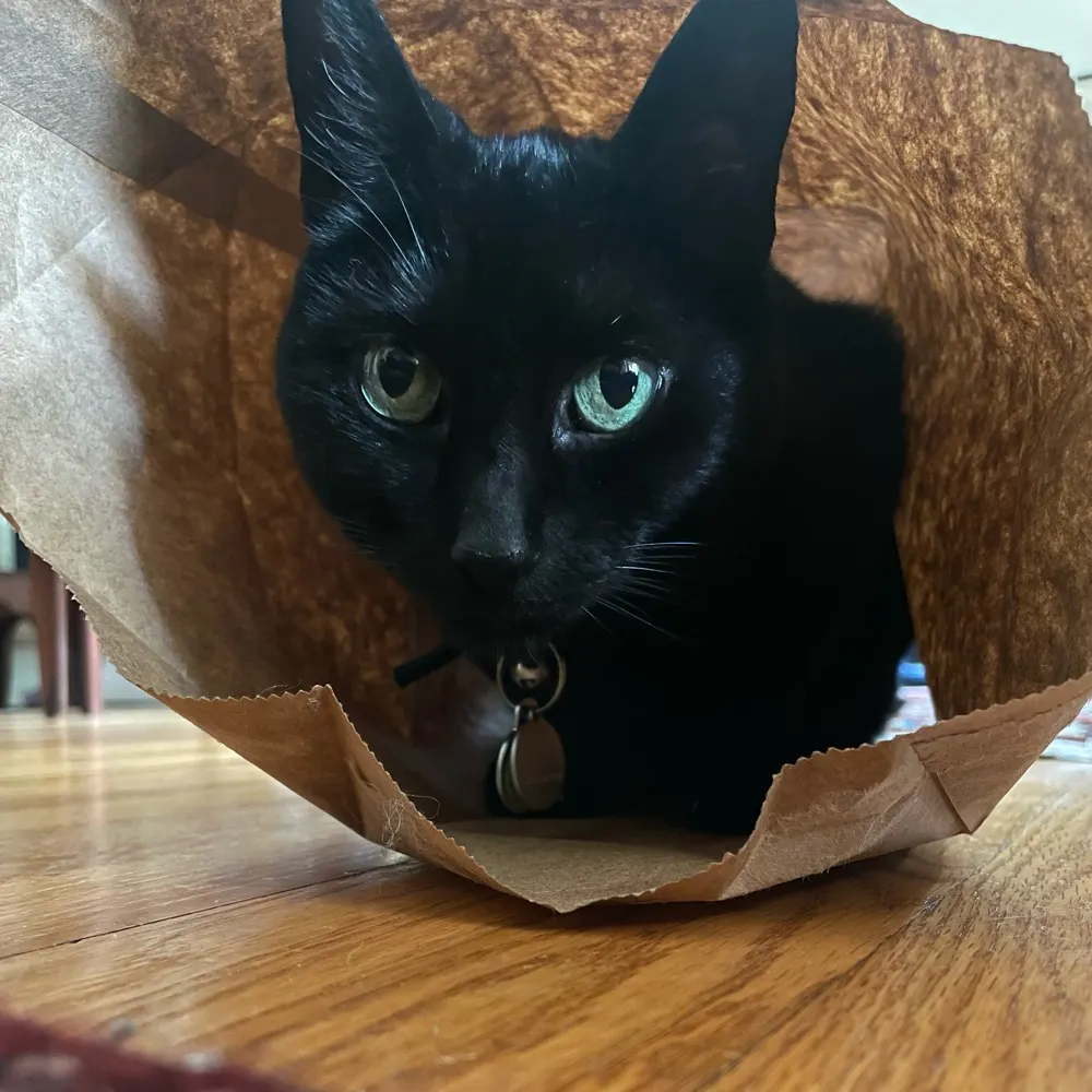 tkinnama.bsky.social's profile picture