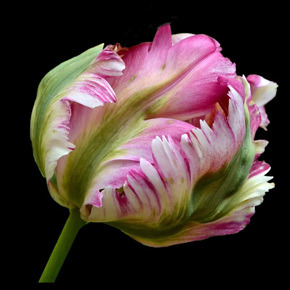 dkbussler.bsky.social's profile picture