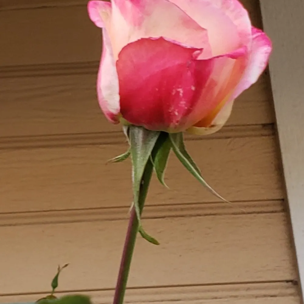 perednia.bsky.social's profile picture